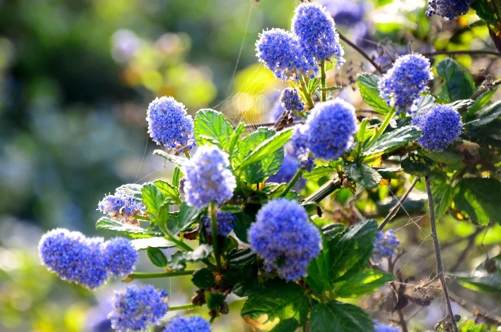 morning-monkeybush_14390420643_o.jpg
