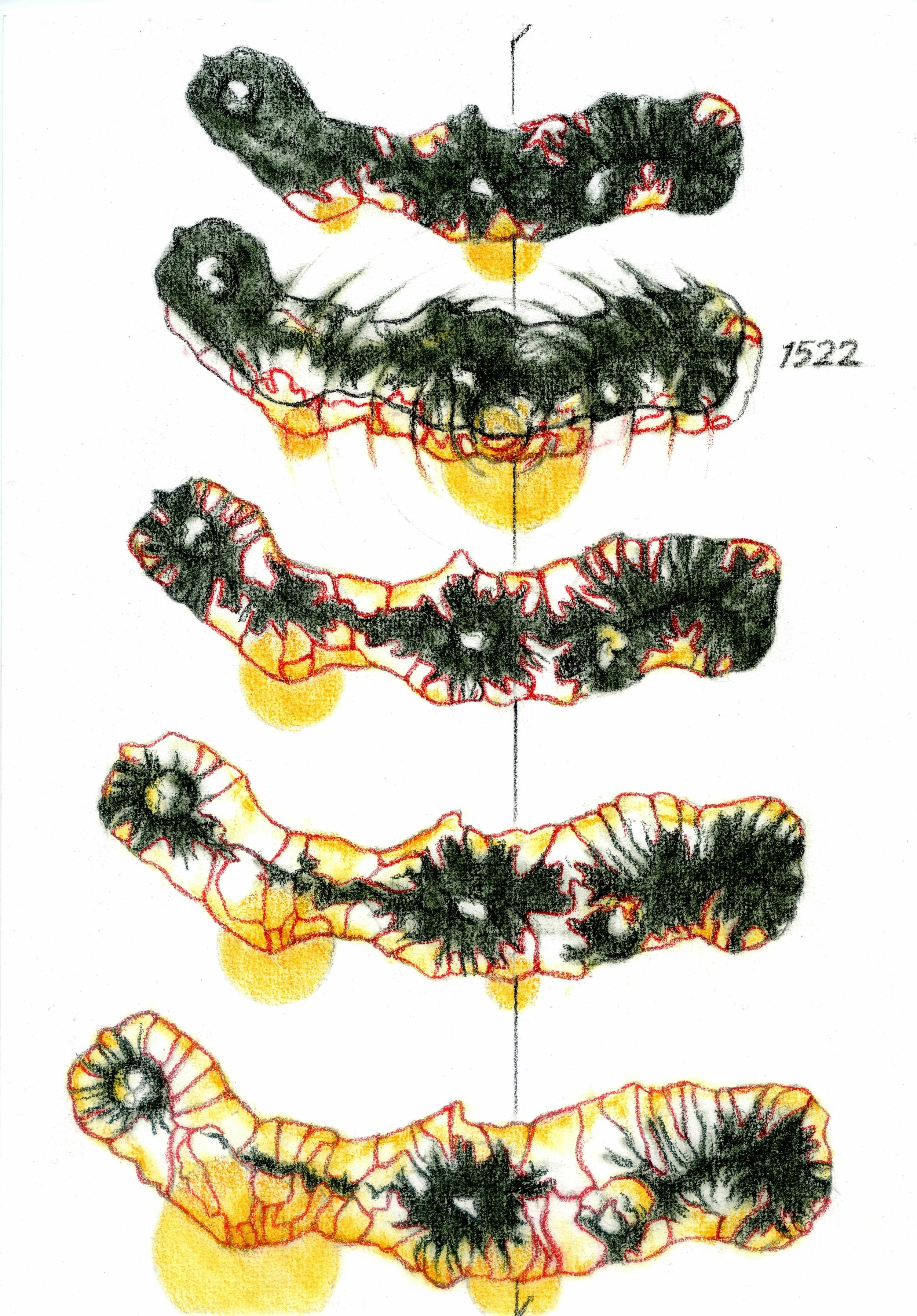 1522-2.jpg