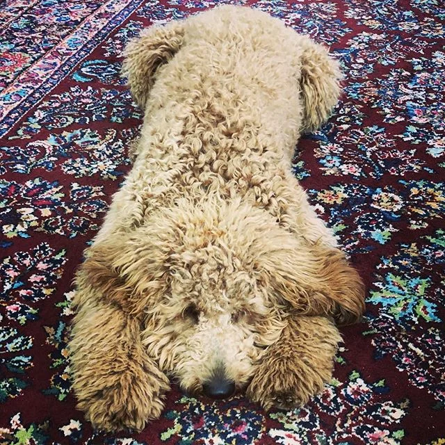 I&rsquo;m thankful for the new rug that came into our life this year. #doodlerug