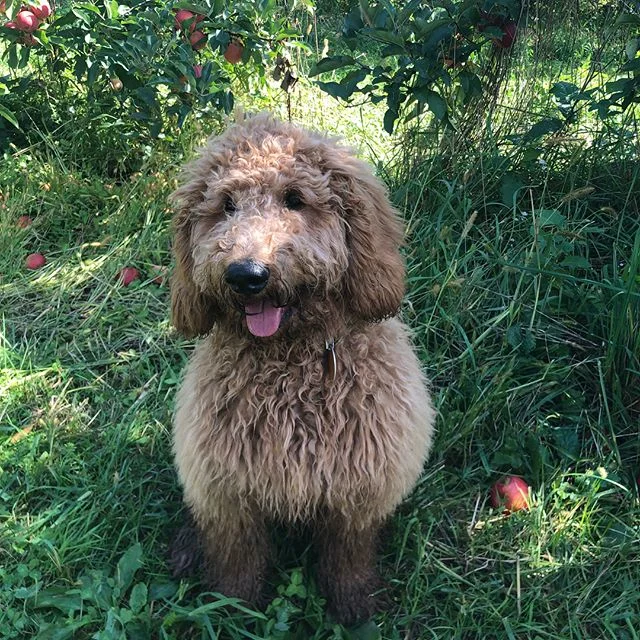 🍂 🍎