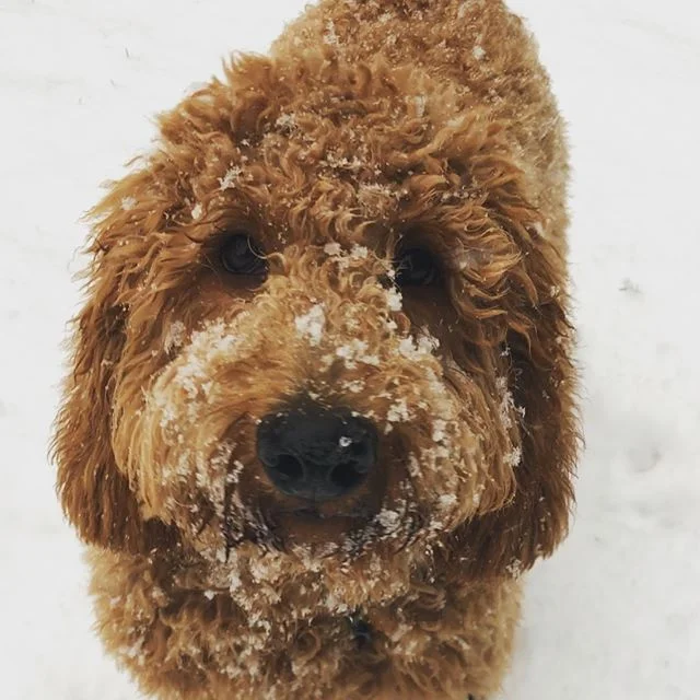Got ourselves a snow doodle, penny&rsquo;s first snowfall and it sure didn&rsquo;t disappoint ❄️