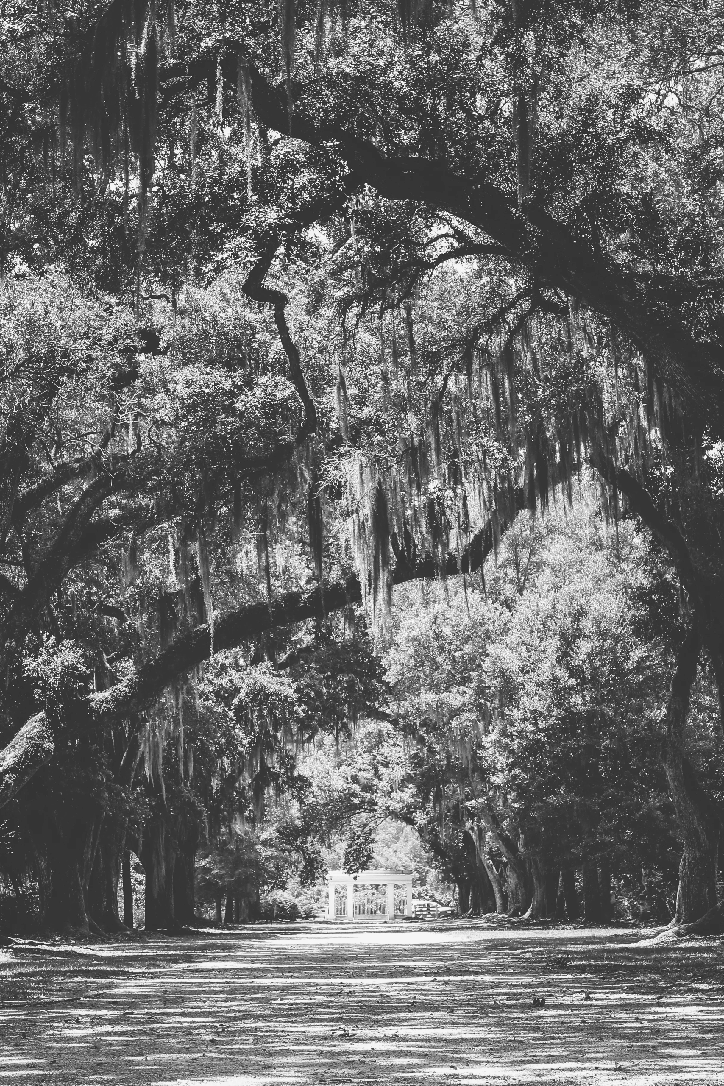 NOLA (8 of 19).jpg