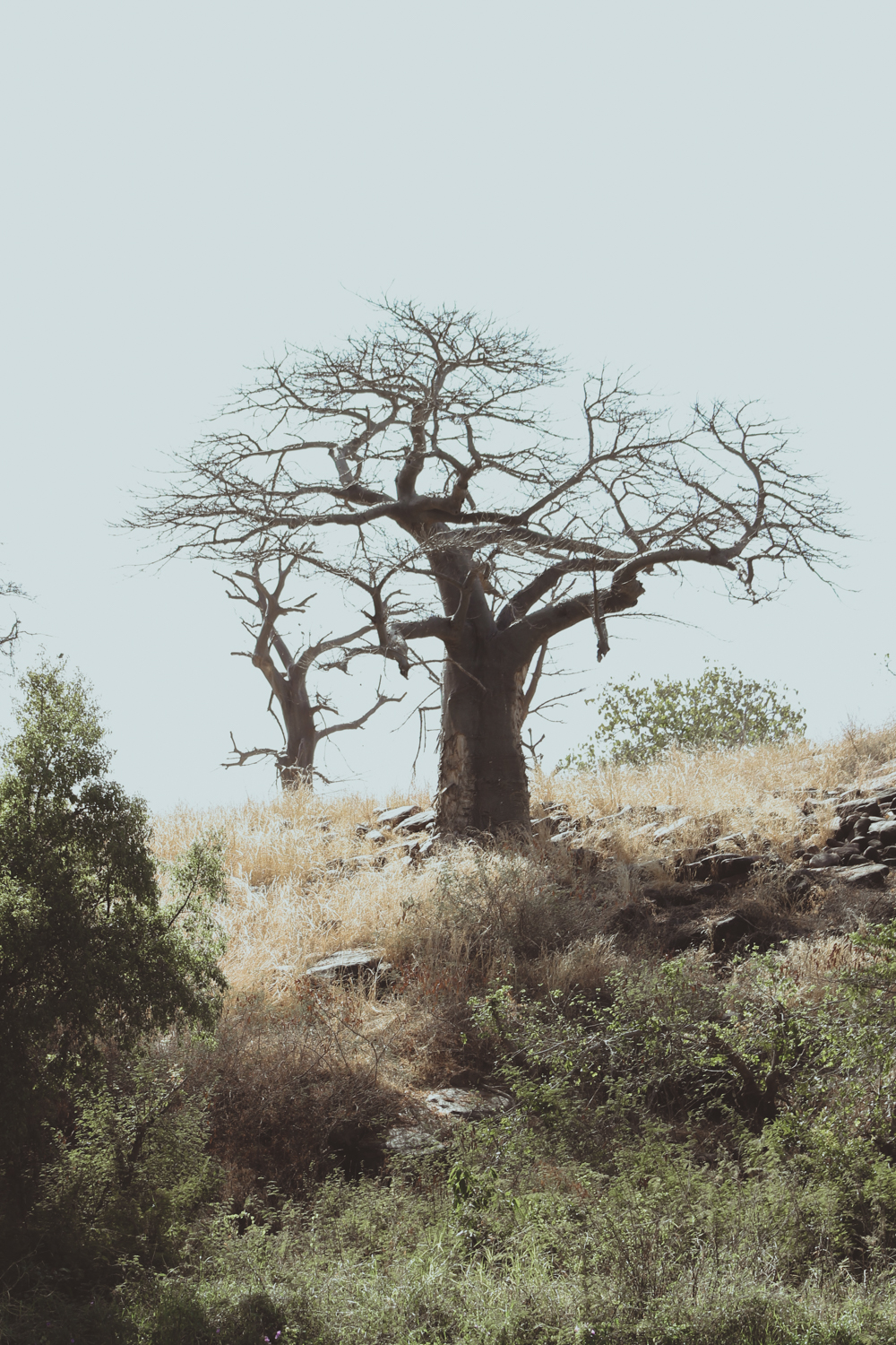 Trae and Christi Chidls | Park W | Niger Safari  (5 of 40).jpg