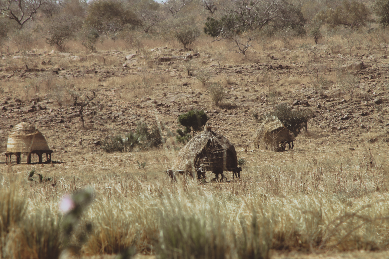 Trae and Christi Chidls | Park W | Niger Safari  (23 of 40).jpg