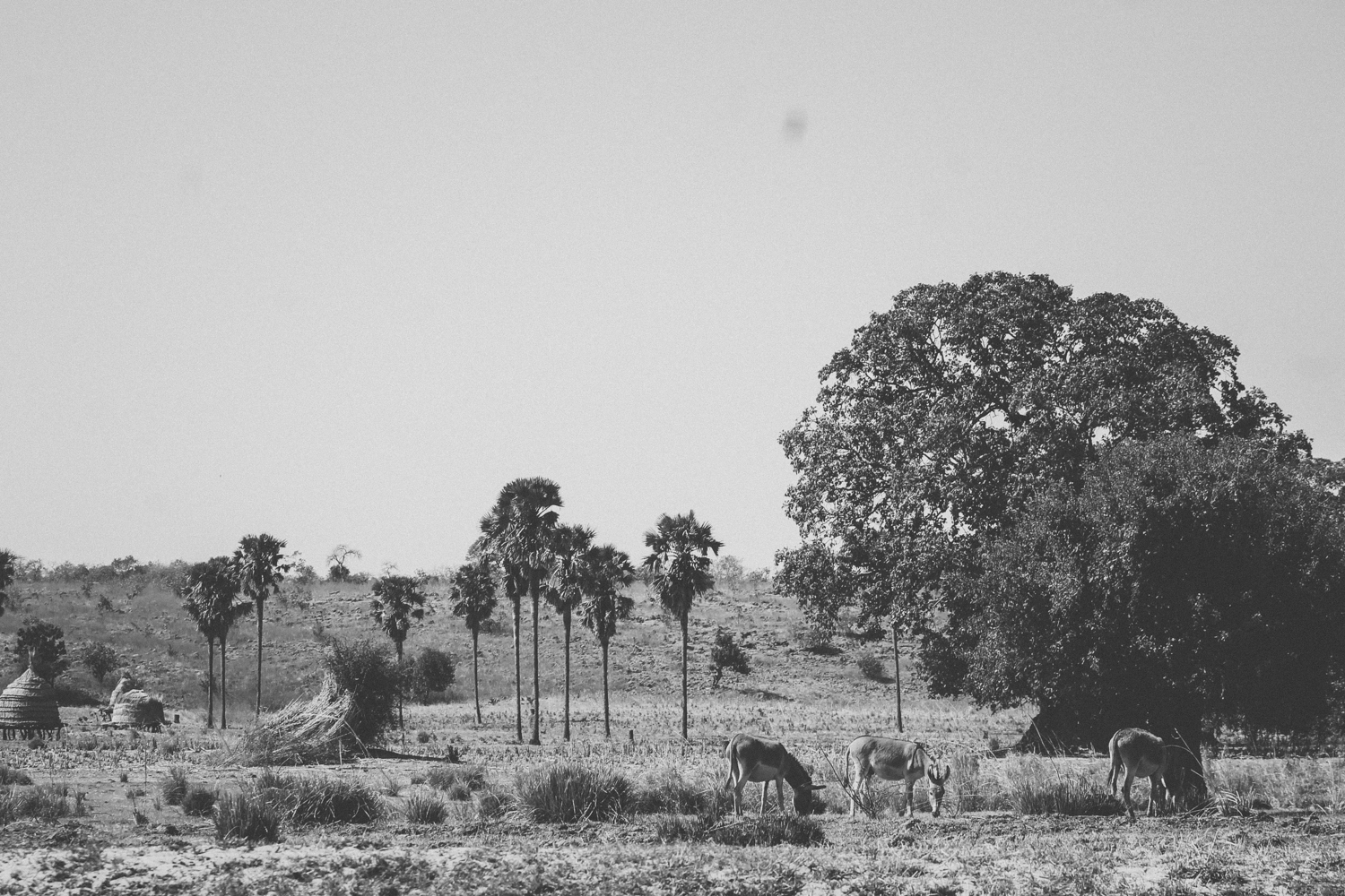 Trae and Christi Chidls | Park W | Niger Safari  (24 of 40).jpg