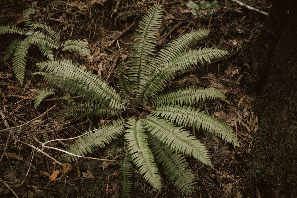 Erin + Jay | PNW Engagement  (28 of 256).jpg