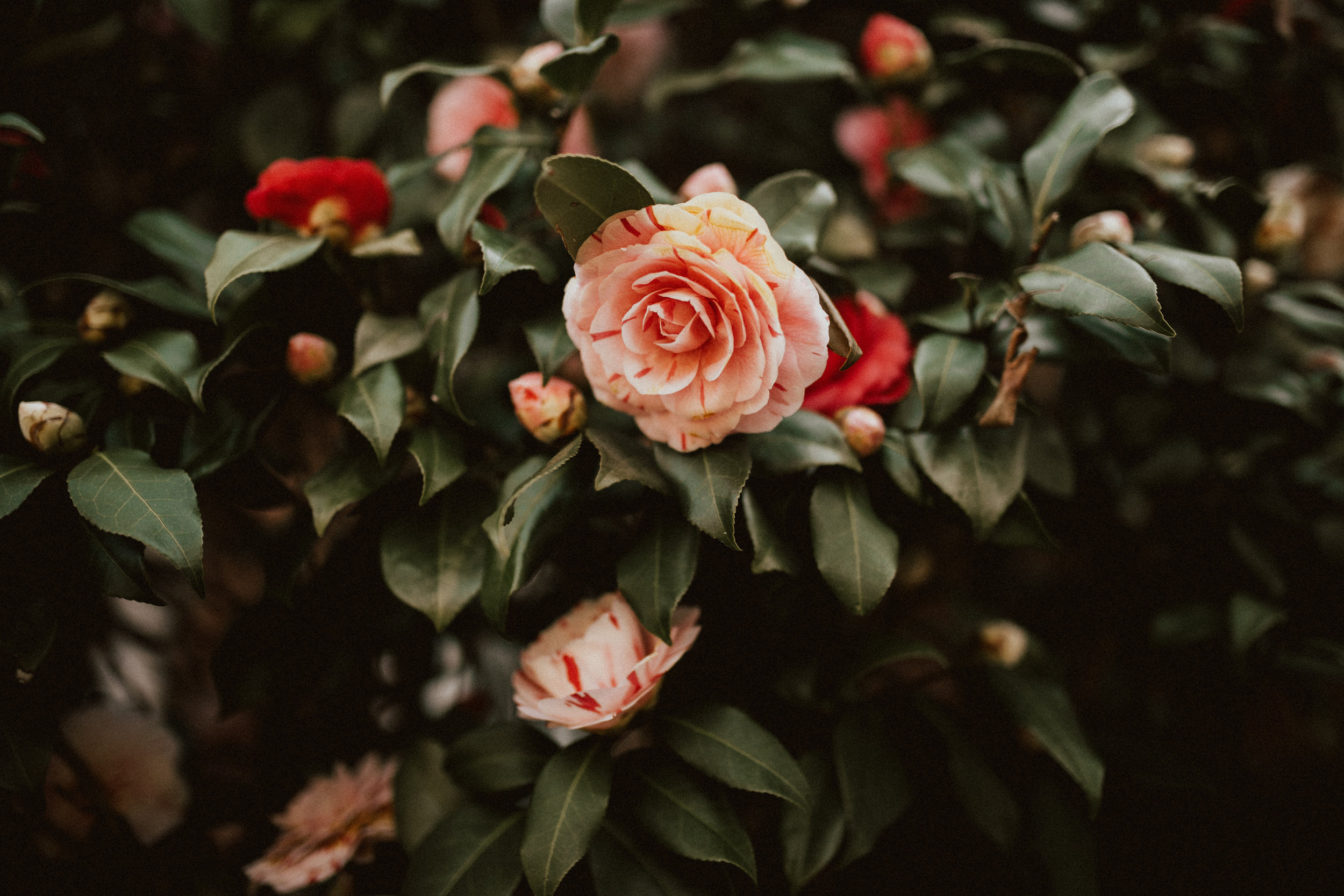 Snuffer Wedding. (13 of 241).jpg