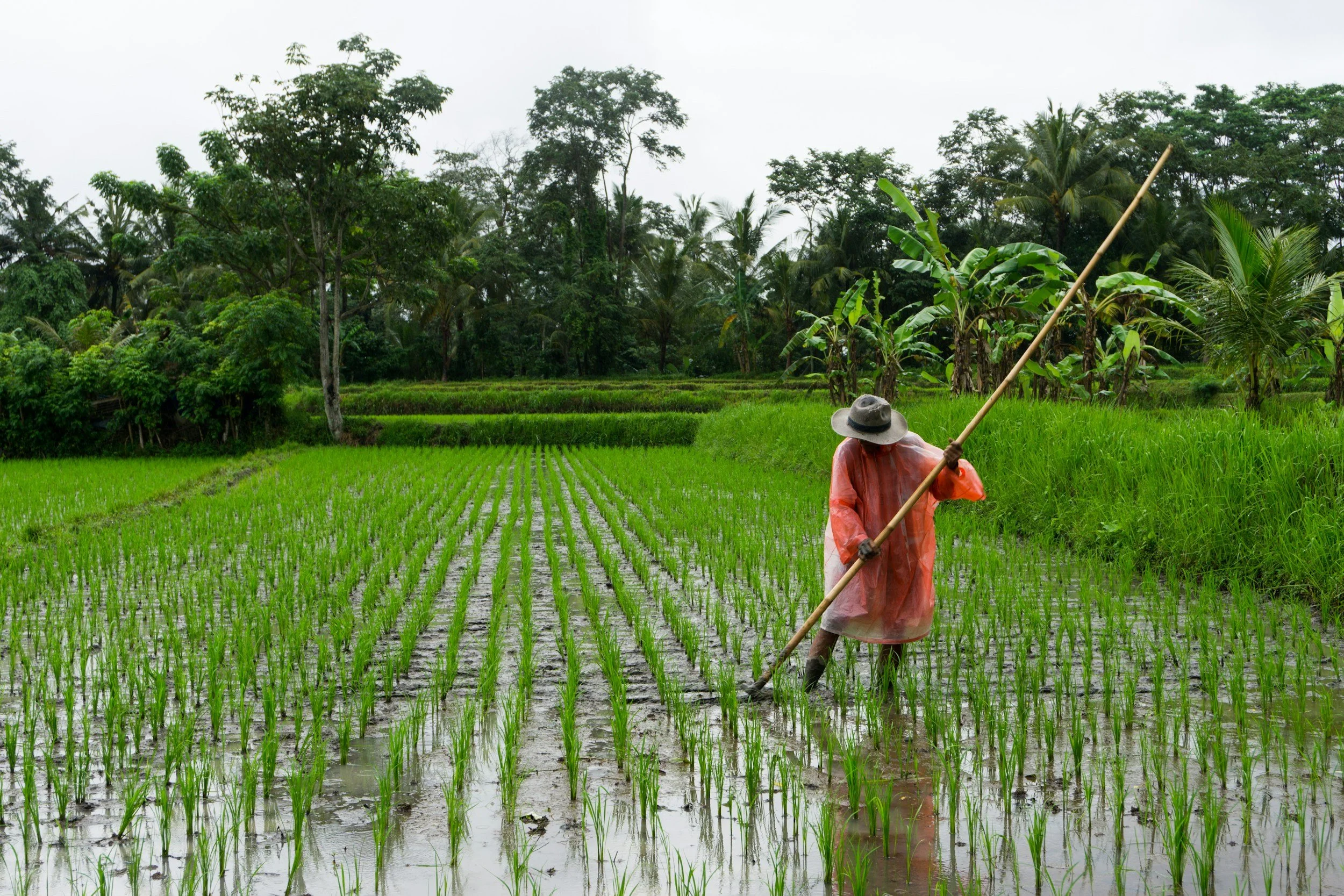 Farm-to-Table in Bali: Why Ubud Is Leading the Way