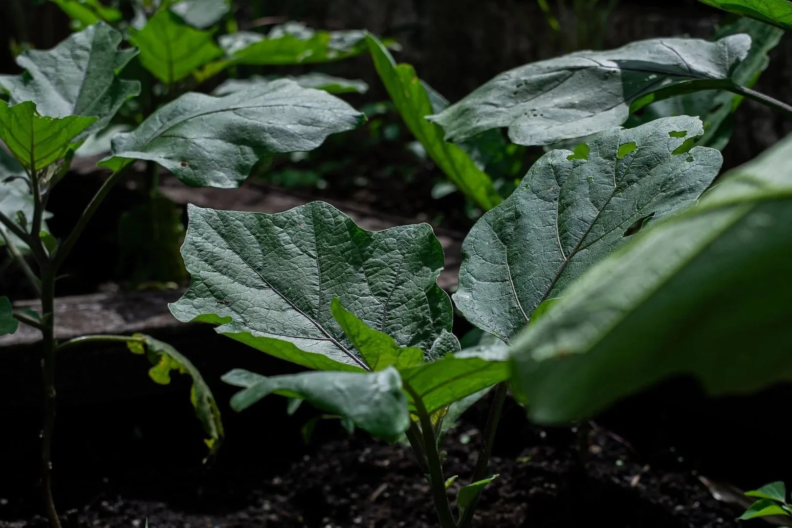 From Soil to Plate — How the Embers Farm Defines Sustainable Dining in Ubud