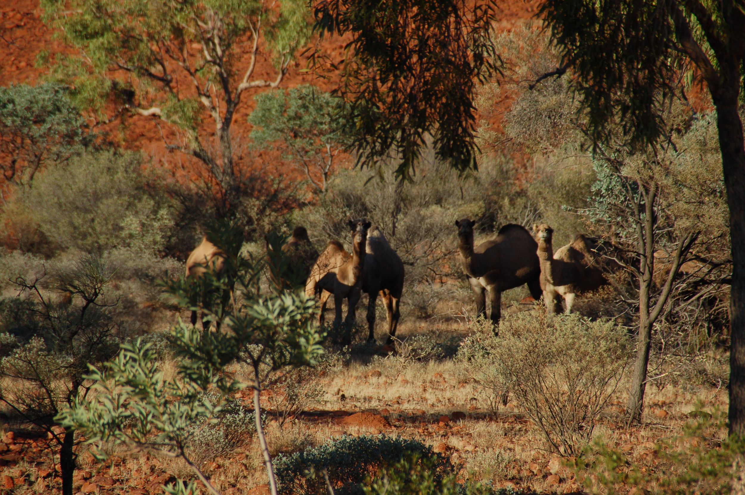 Wild Camels Spotted on our Hike