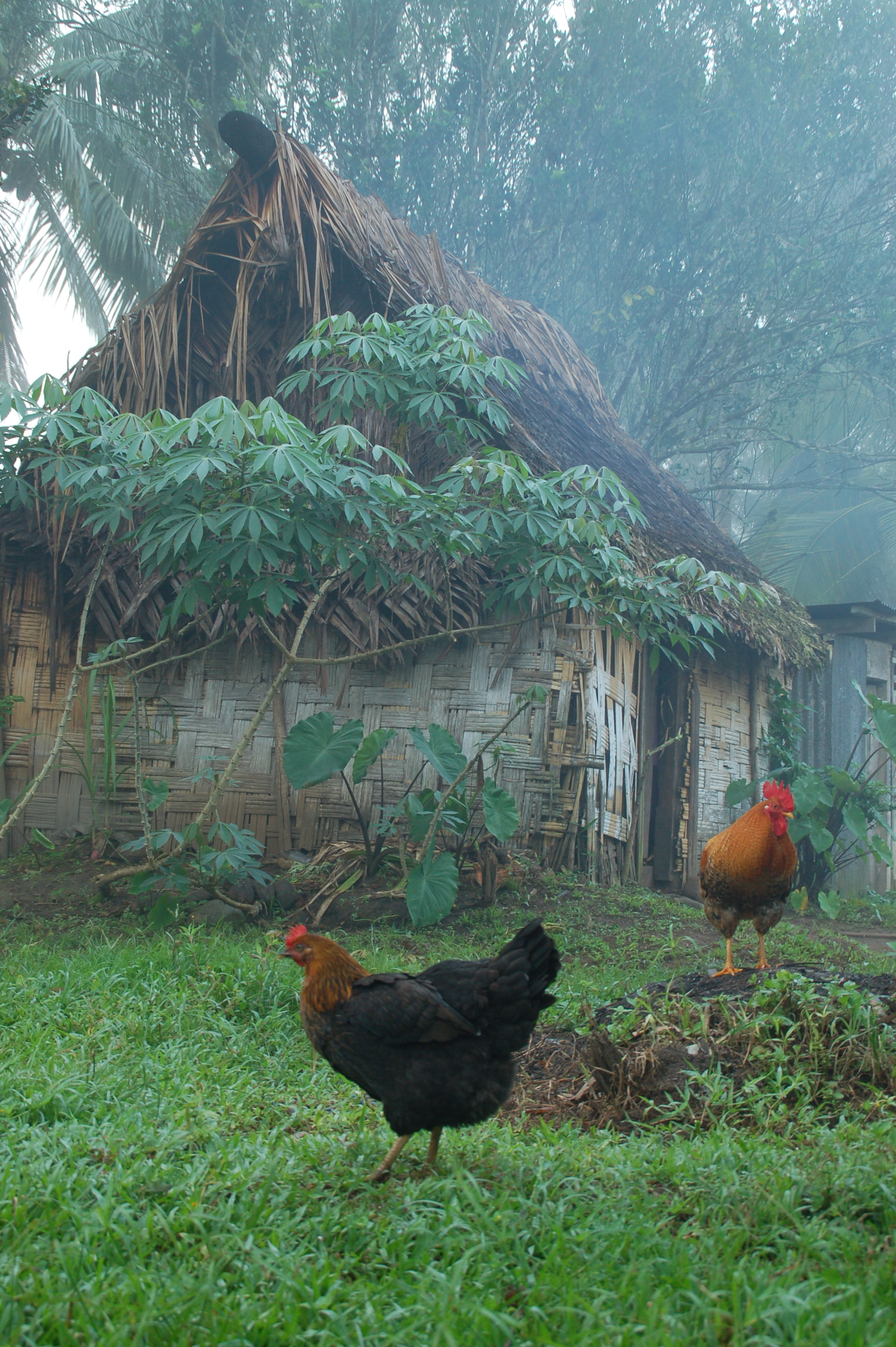 Misty Morning in Fiji