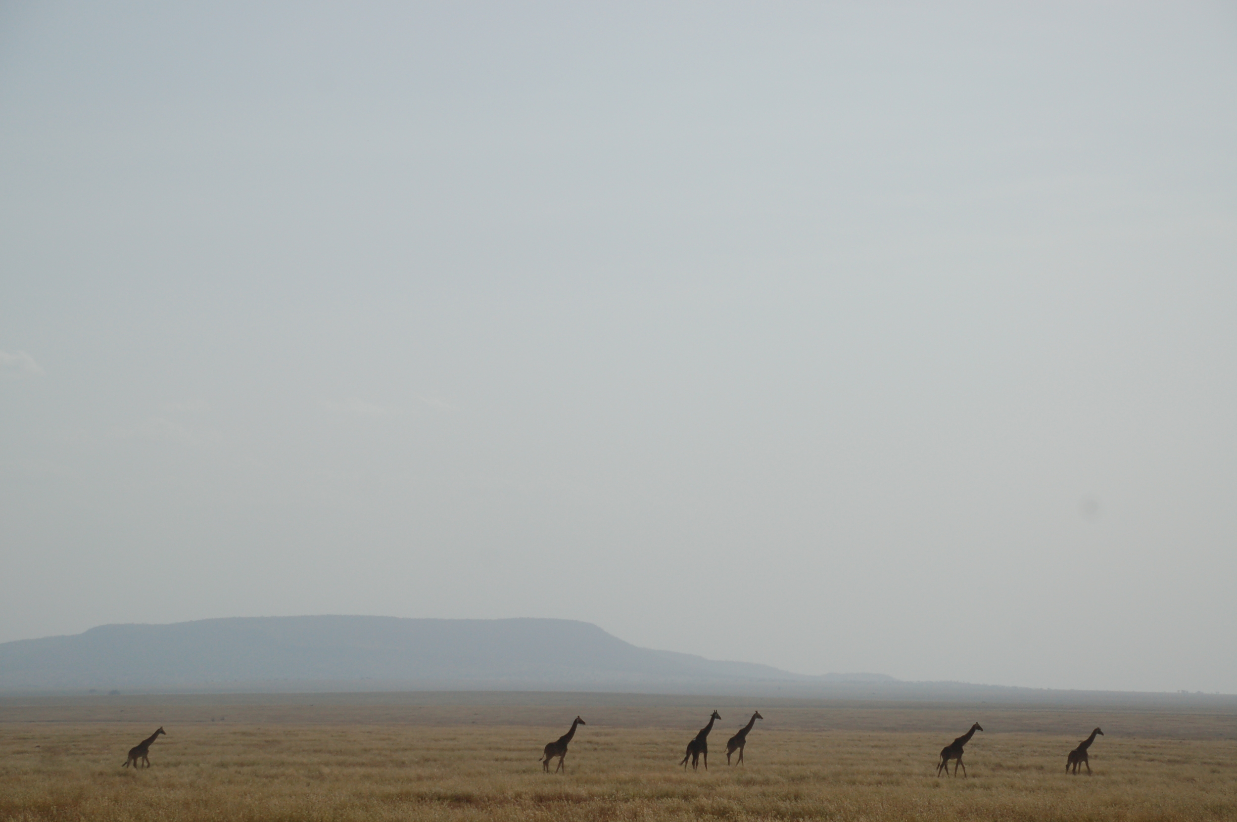 Giraffes and the open land