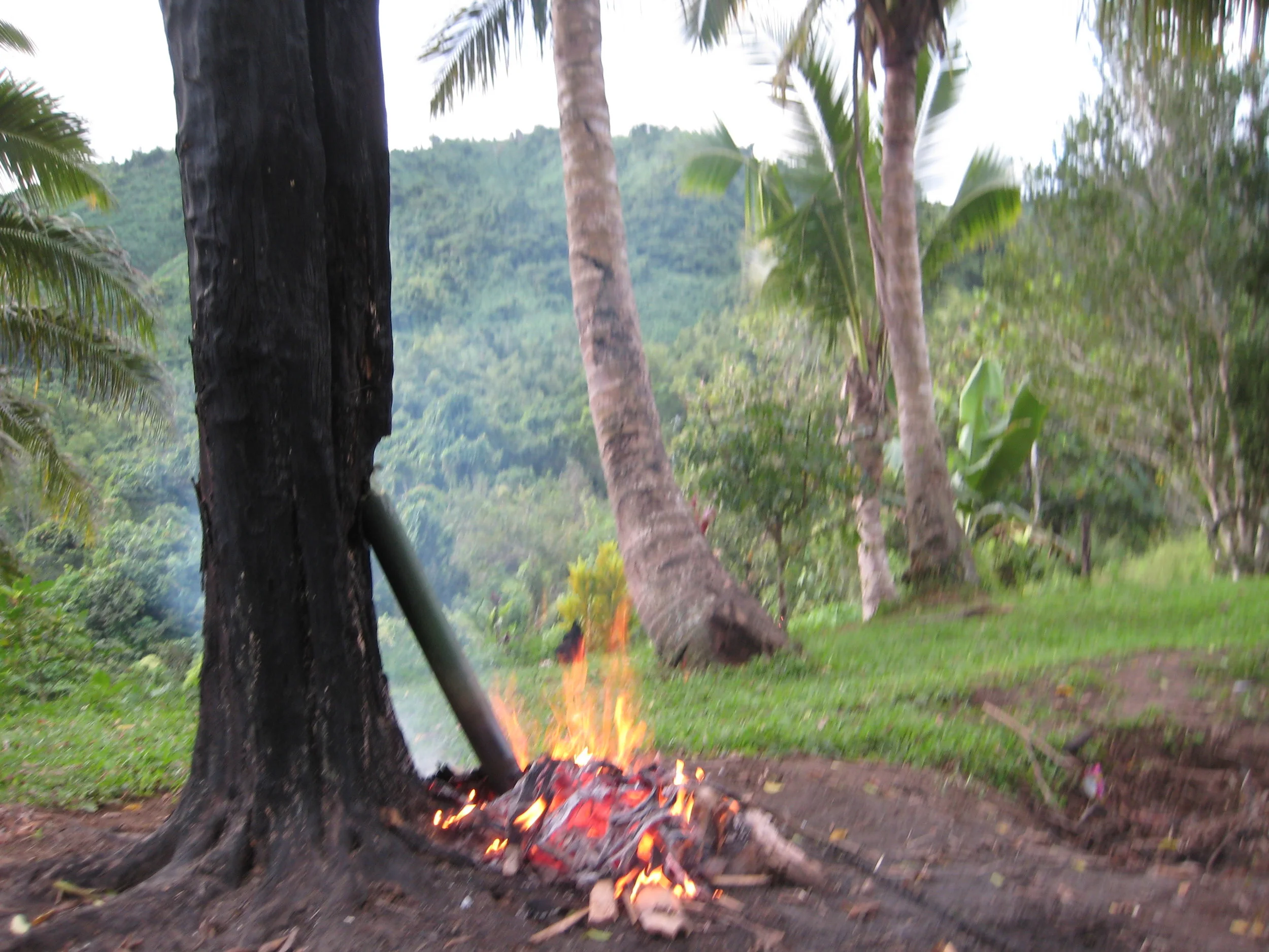 Cookin' with Bamboo
