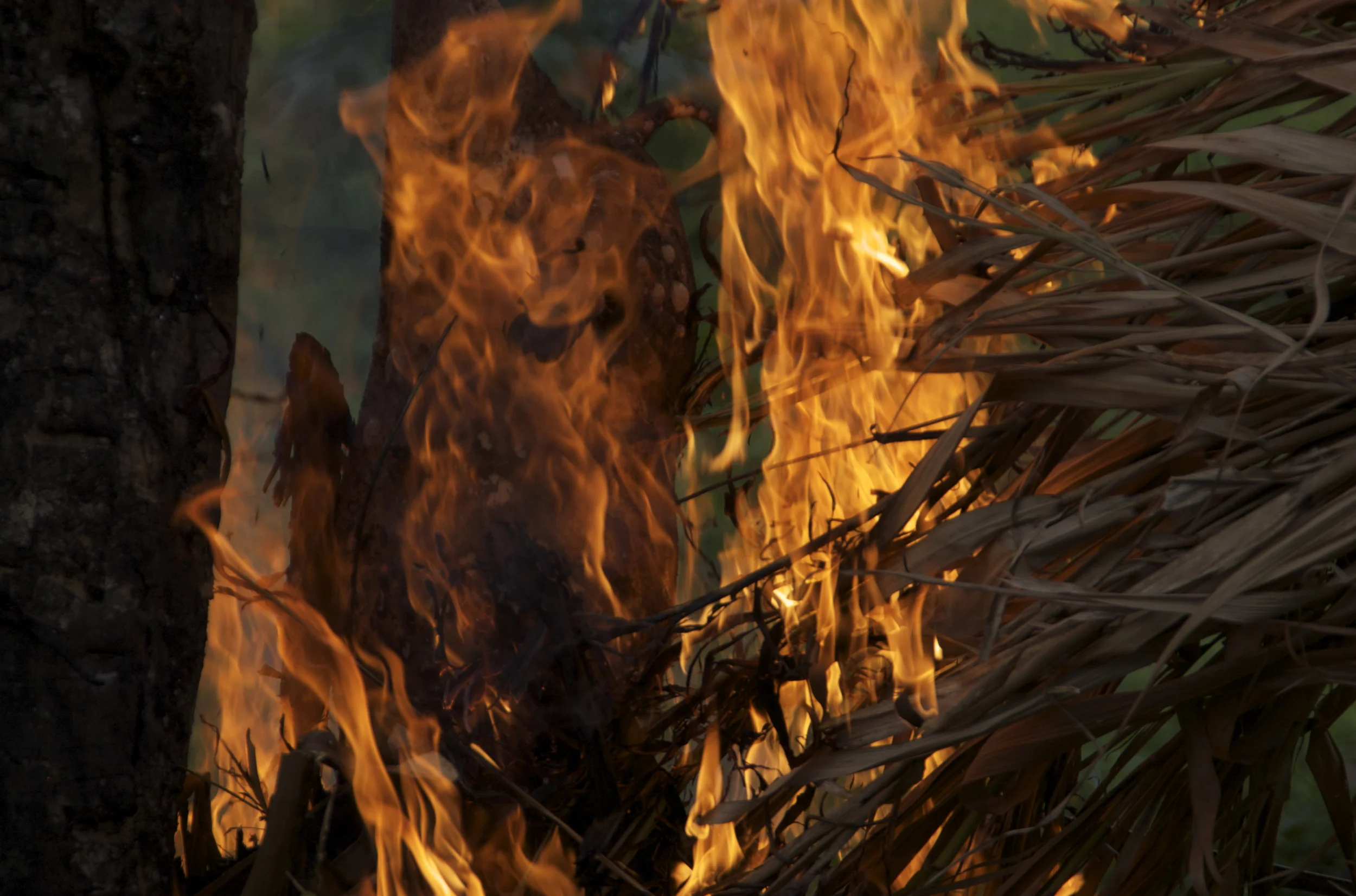 Pig on fire