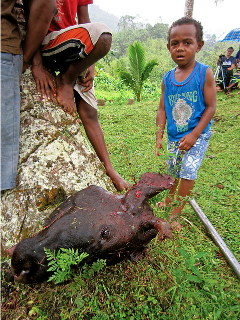 Samesa with a cow head in Nakavika, Fiji