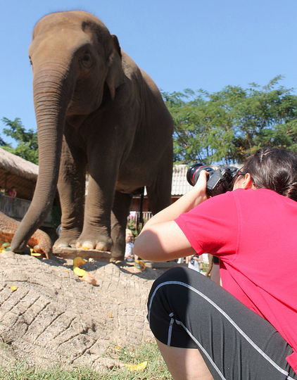 Lindsay photographing elephants
