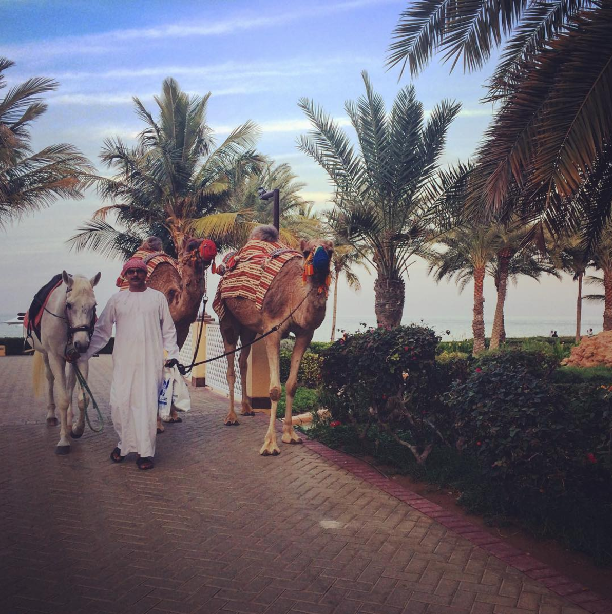 The camel wrangler retires for the day