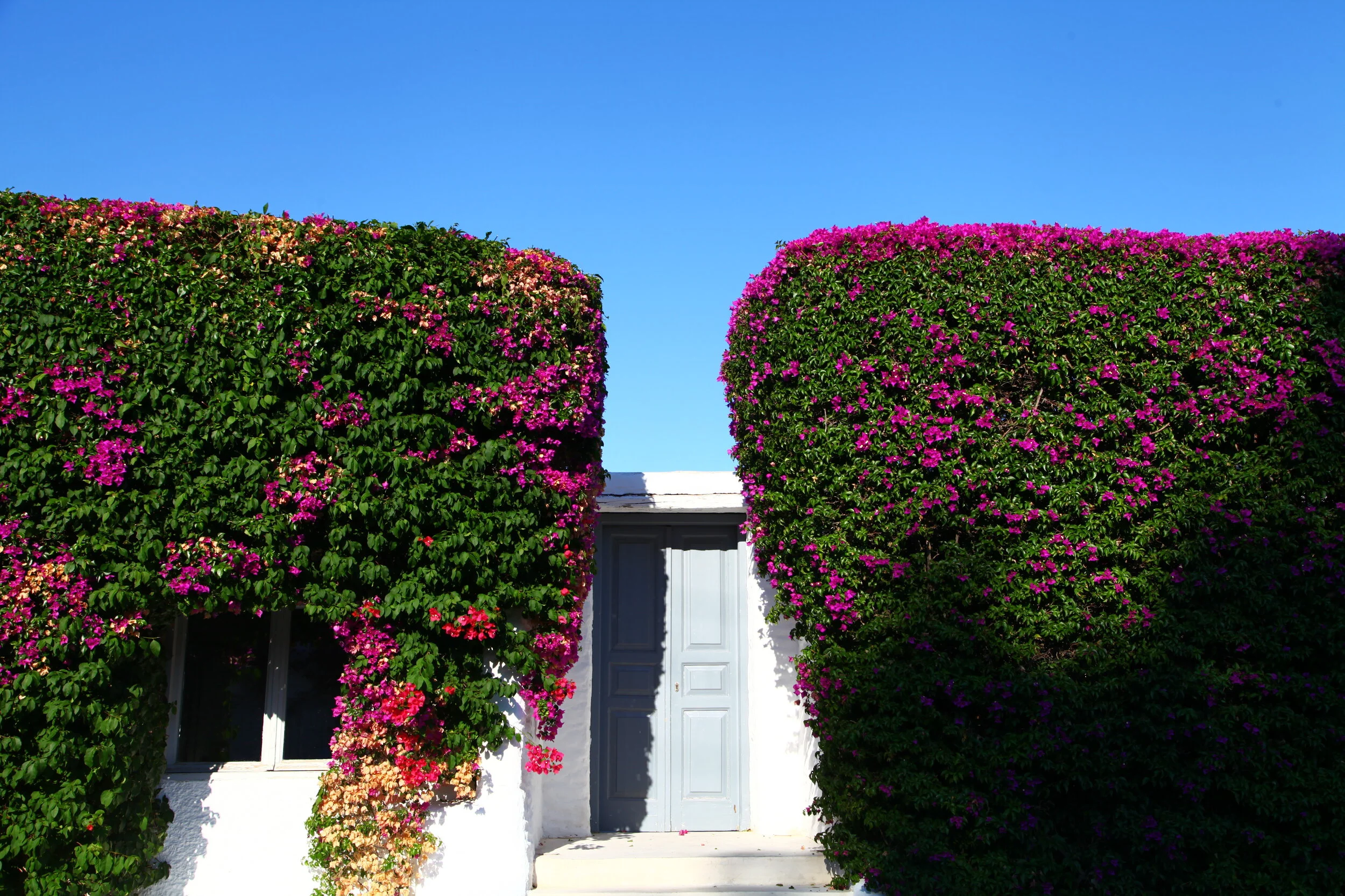 white-walls-and-bright-flowers-make-the-setting-picture-perfect-athens-greece_19181696114_o.jpg