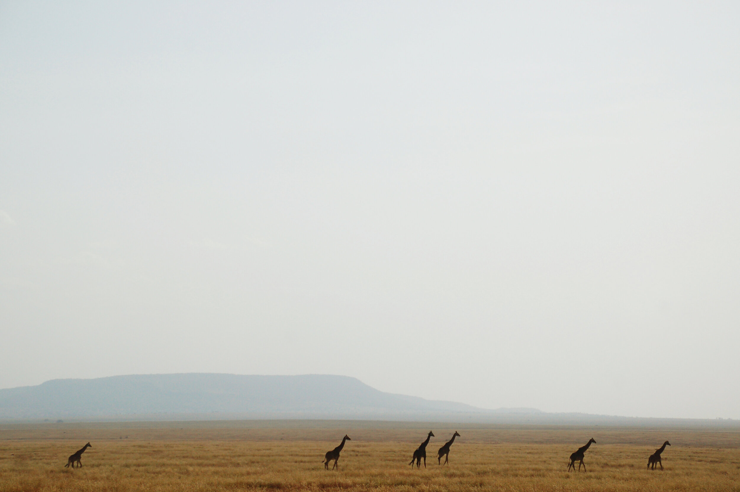 Giraffes.jpg