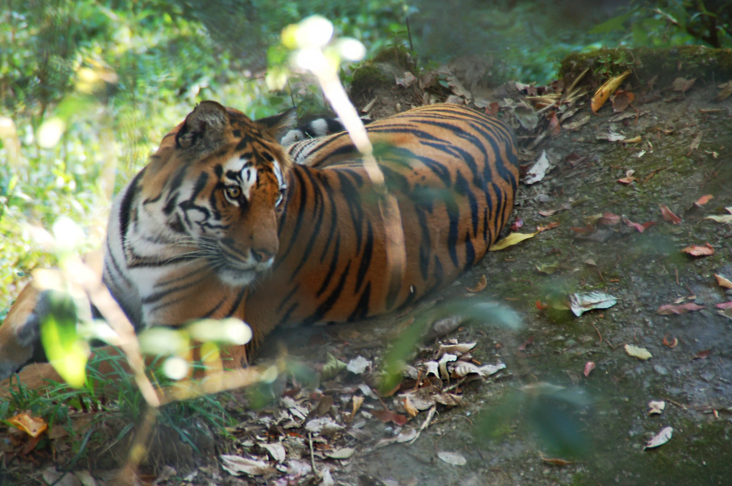 Bengal Tiger.jpg