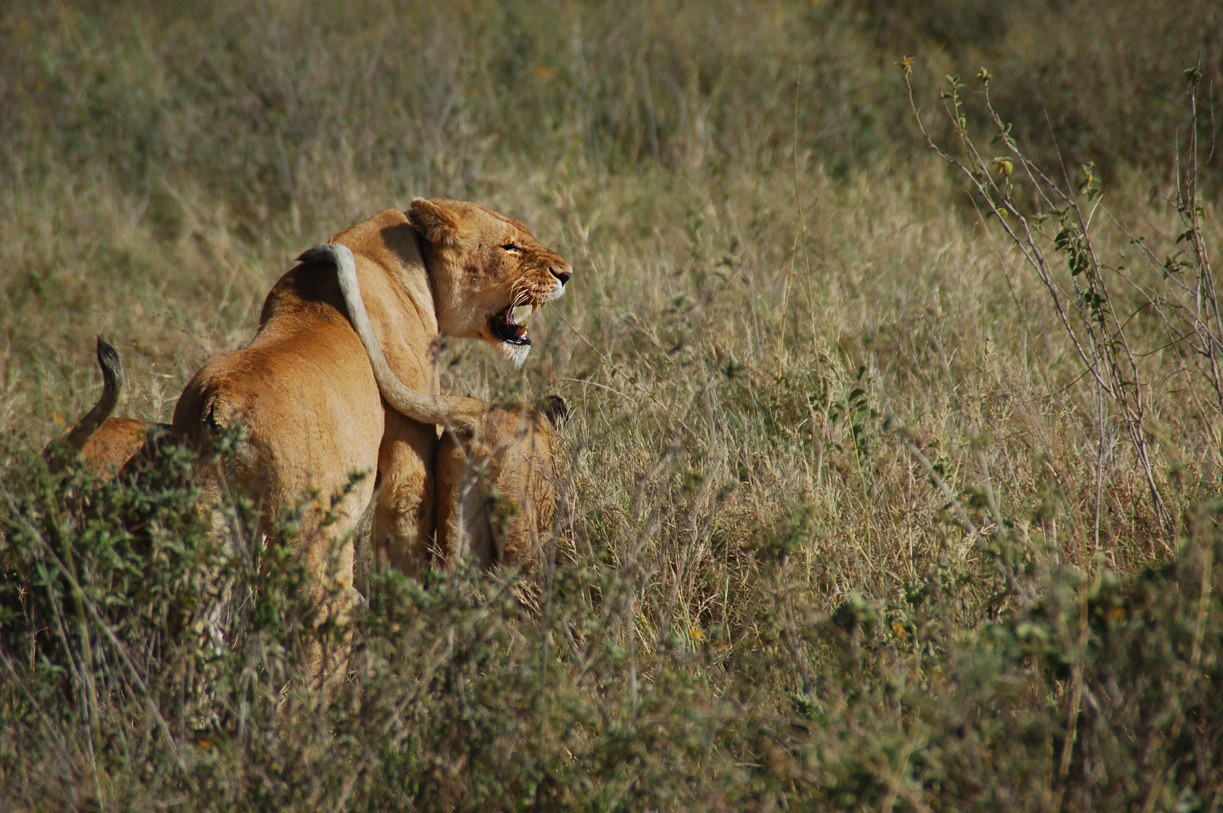 Lions.jpg