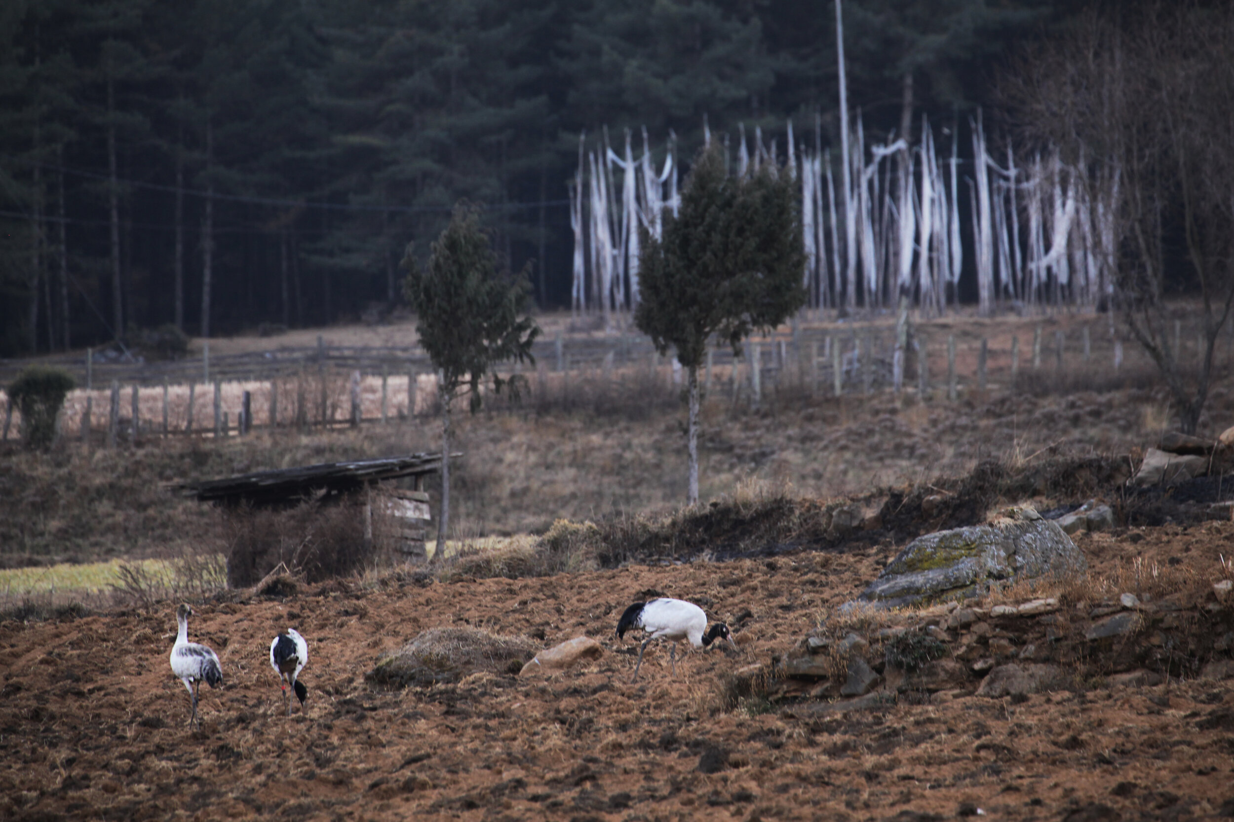 the-rare-black-necked-cranes-on-phobjikha-valley-bhutan_8427425246_o.jpg