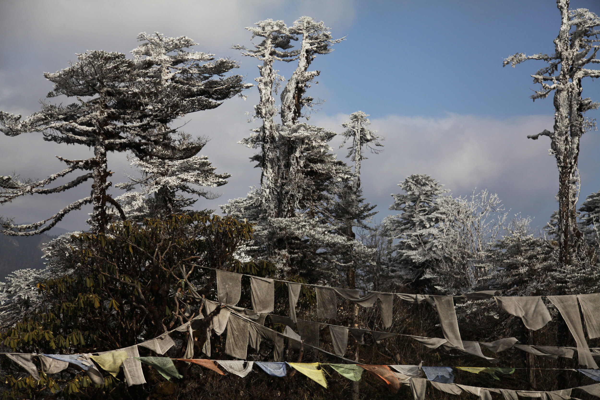 water-cyprus-trees-and-prayer-flags-heavy-with-ice-bhutan_8426335943_o.jpg