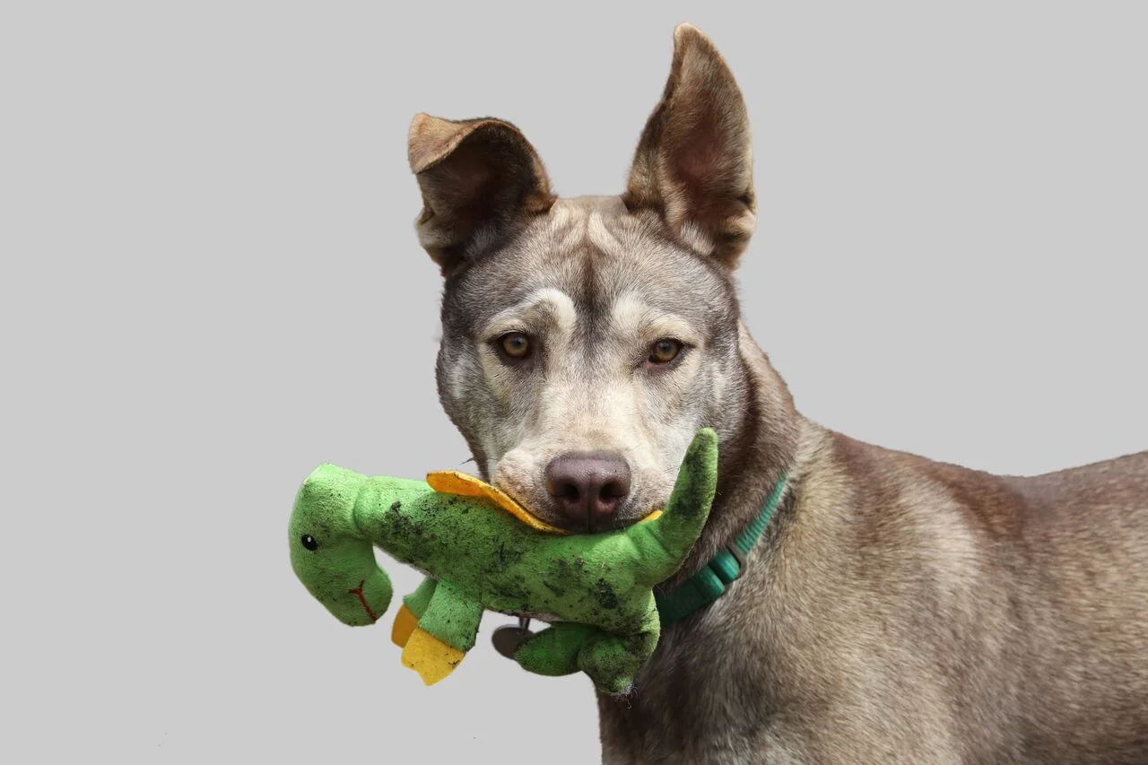 Marley has been adopted!