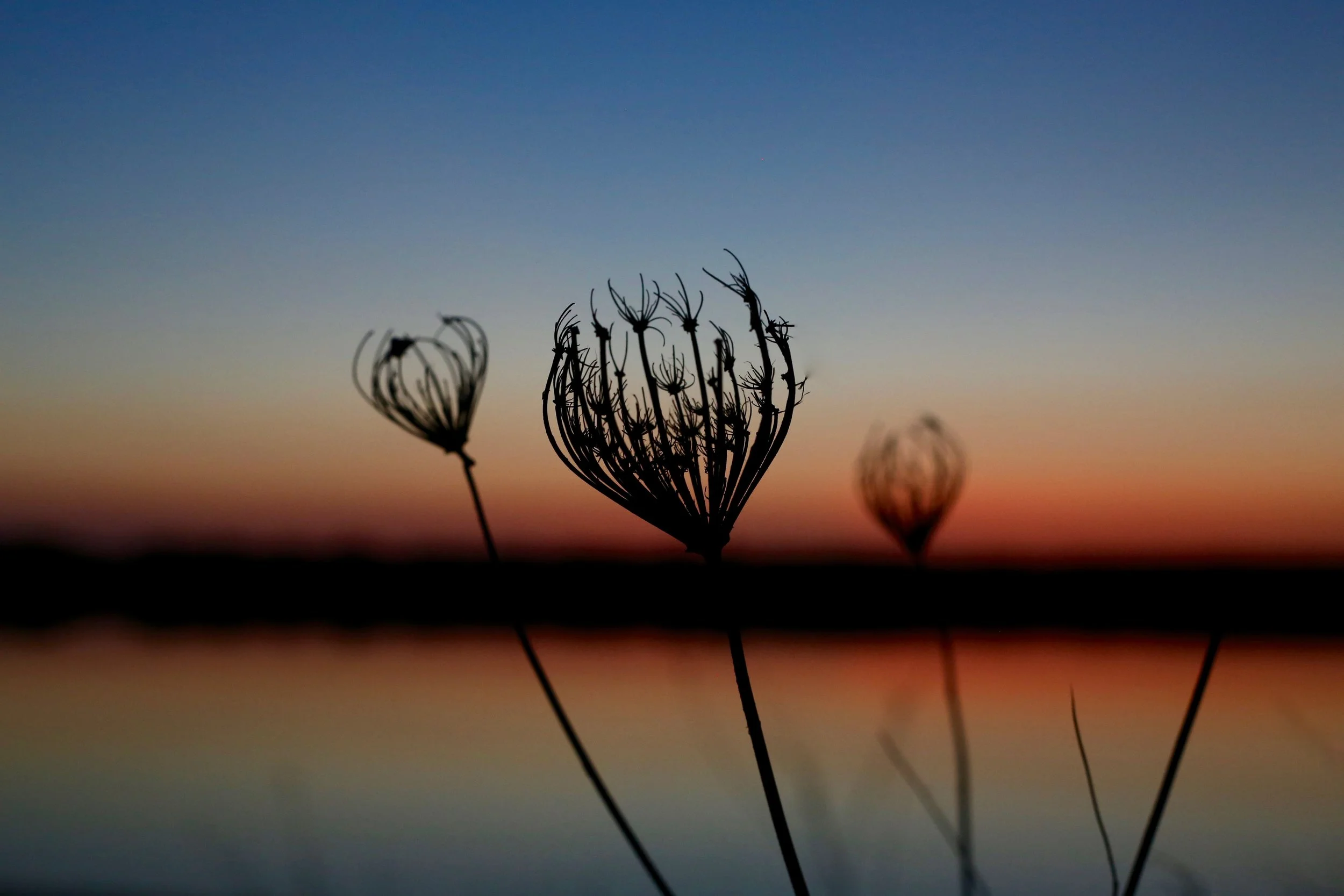 Photo by Morgan Anderson 