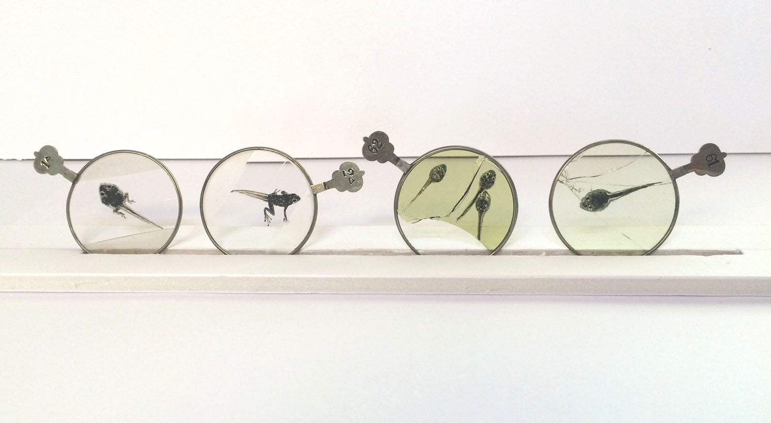 lens display.jpg