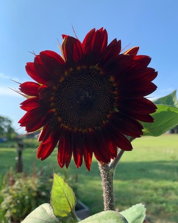 Who doesn't love chocolate.... sunflowers?!! Sweet summertime😎