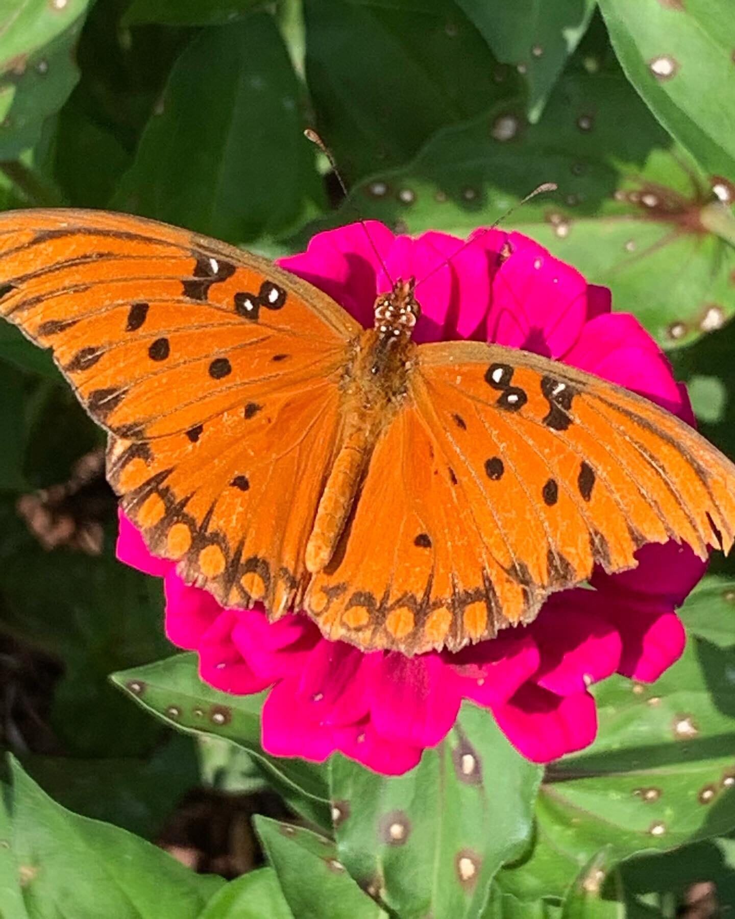 It&rsquo;s been butterfly heaven here all summer! Every now and then I spot the finches or hummingbirds but I never get their picture! So beautiful 🦋