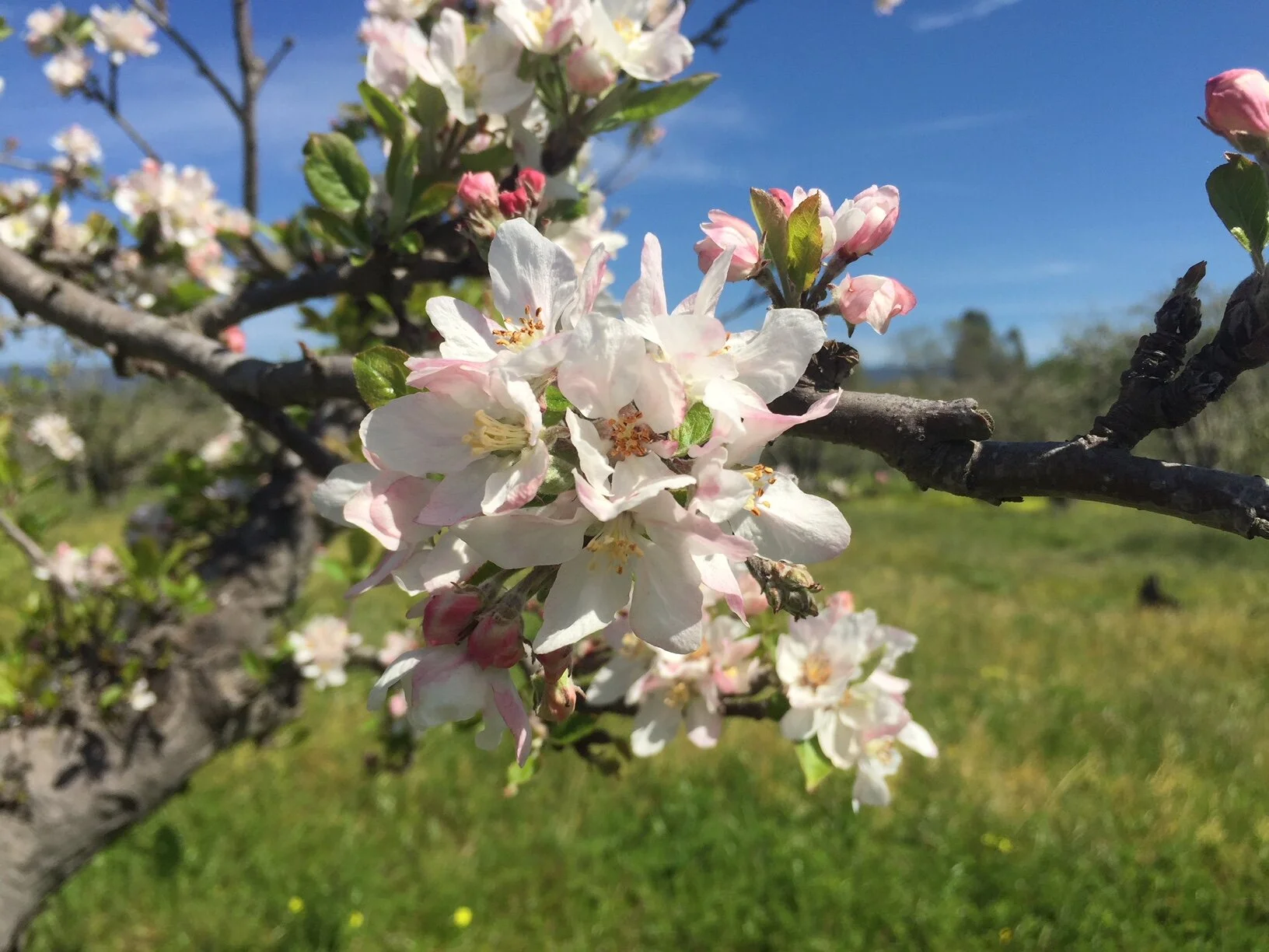 Blossoms.JPG