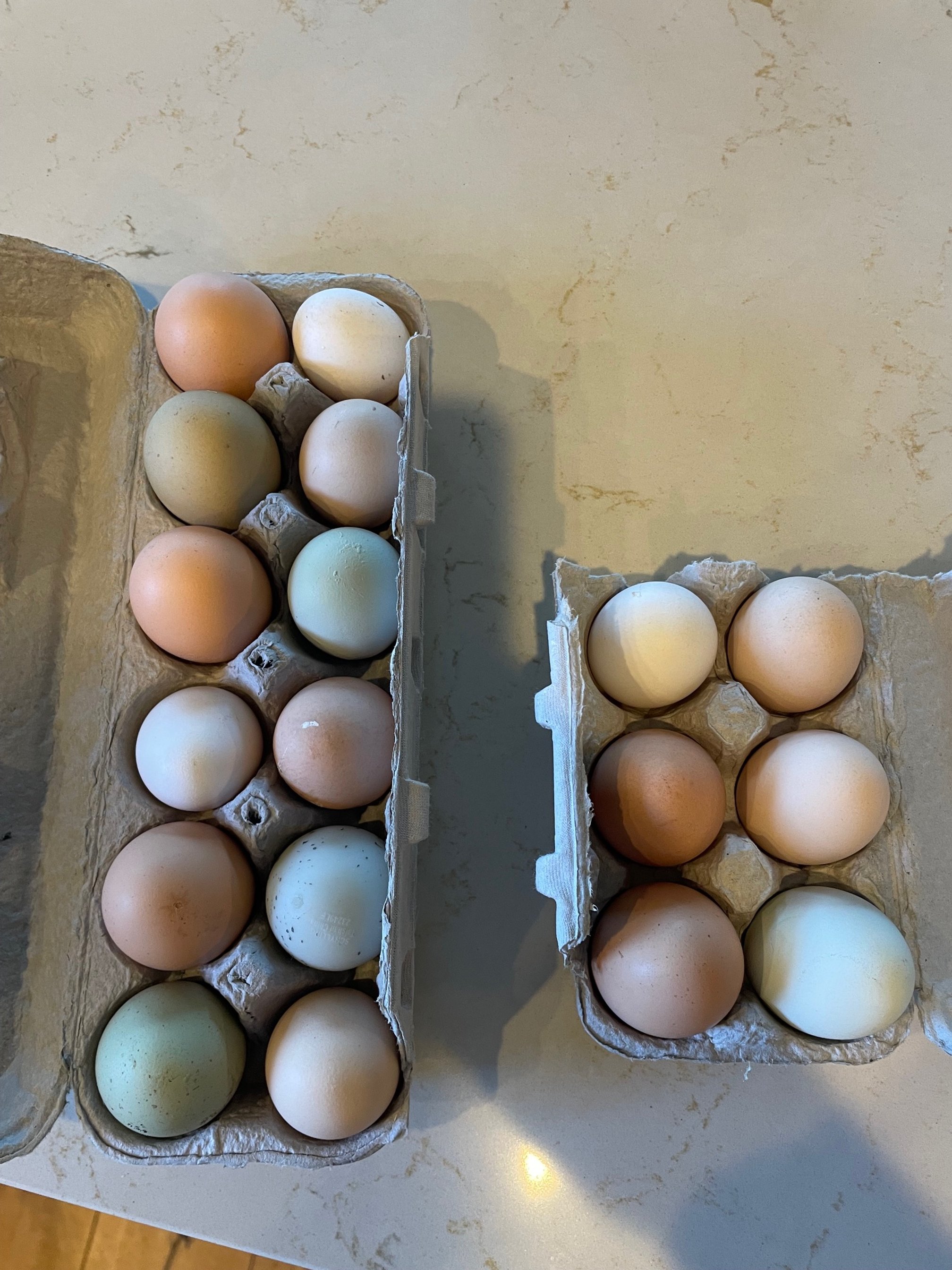 Eggs.jpg