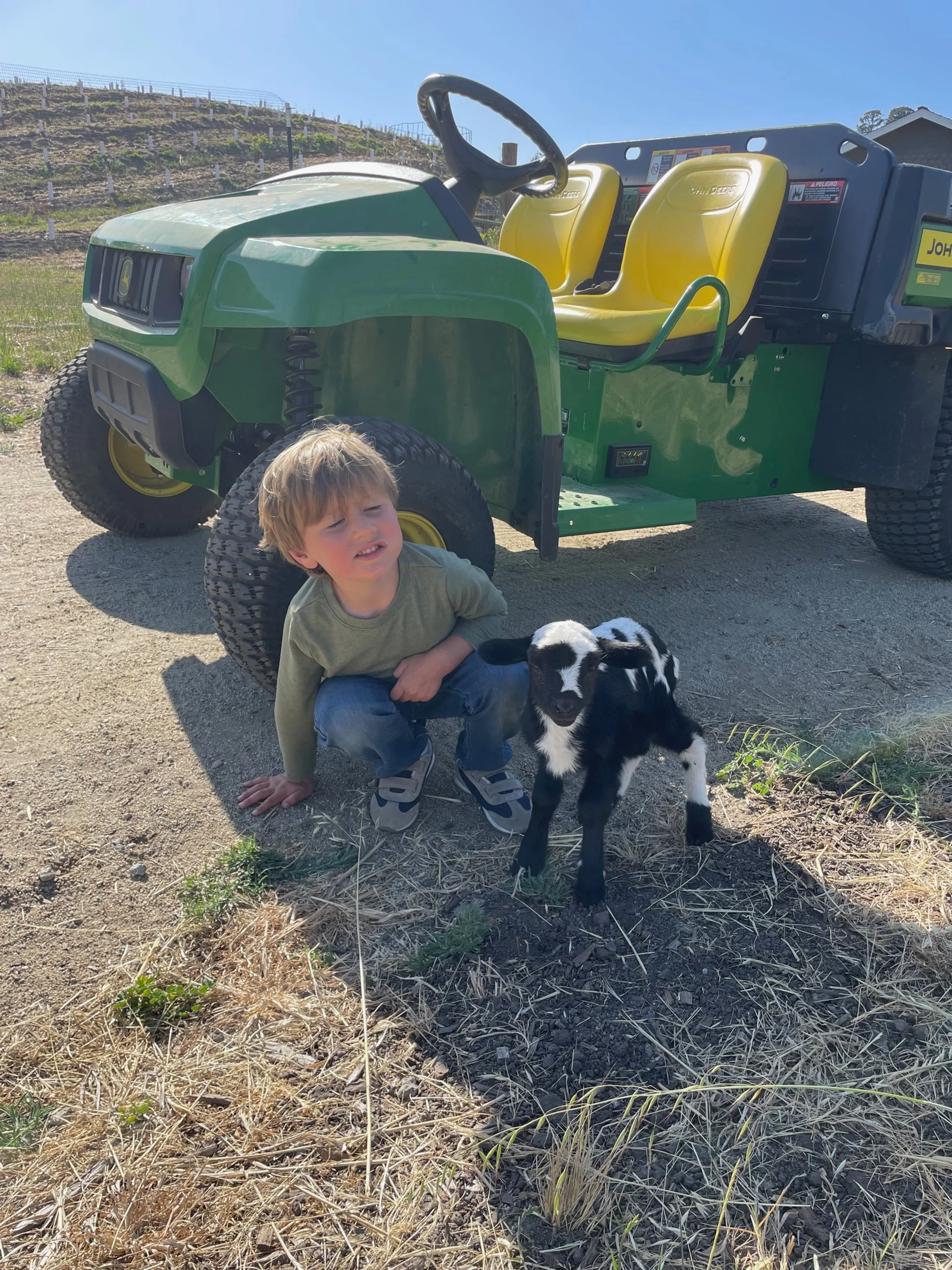 Baby Goat 2025.jpg