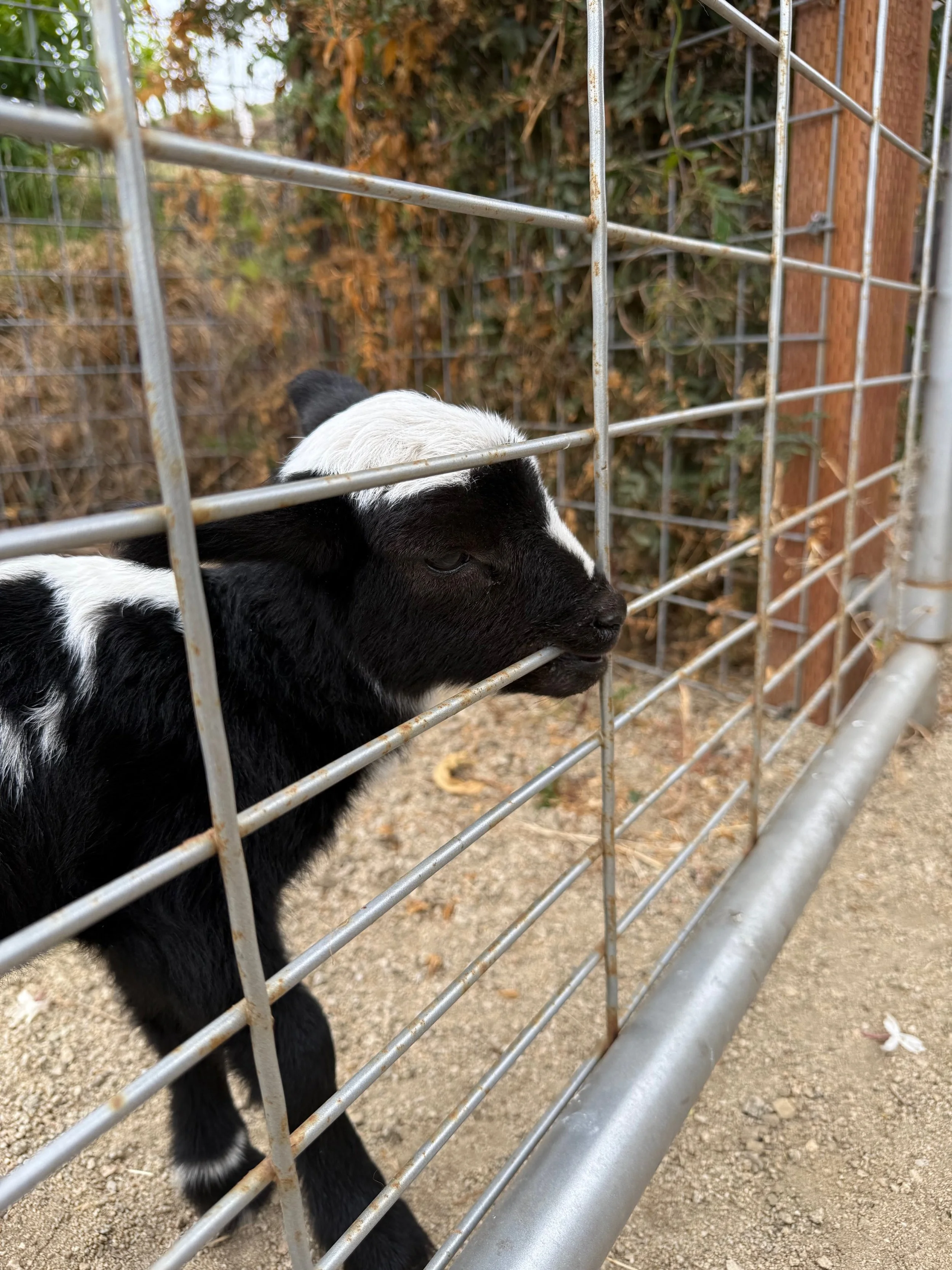 Baby Goat 2025 (2).jpg