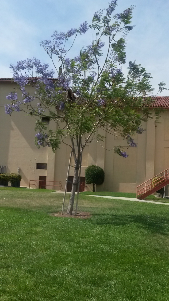 One of the beautiful Jacaranda Trees at the Sturges Center.