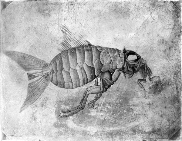mite_pisces.jpg