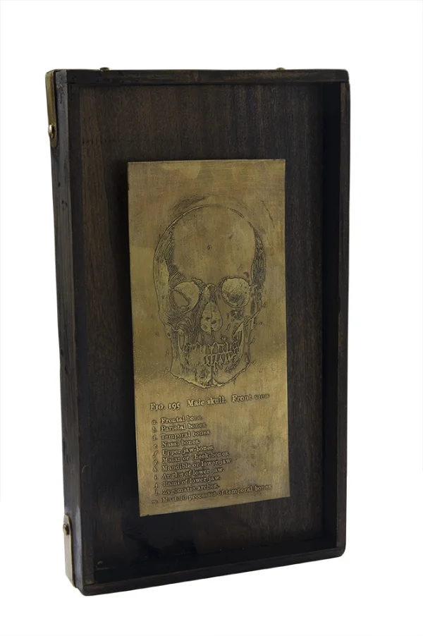 skull.jpg
