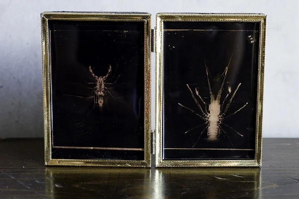 Fugiens_Scorpionem_and_Rarique_Textu_Veluti_Araneae.jpg