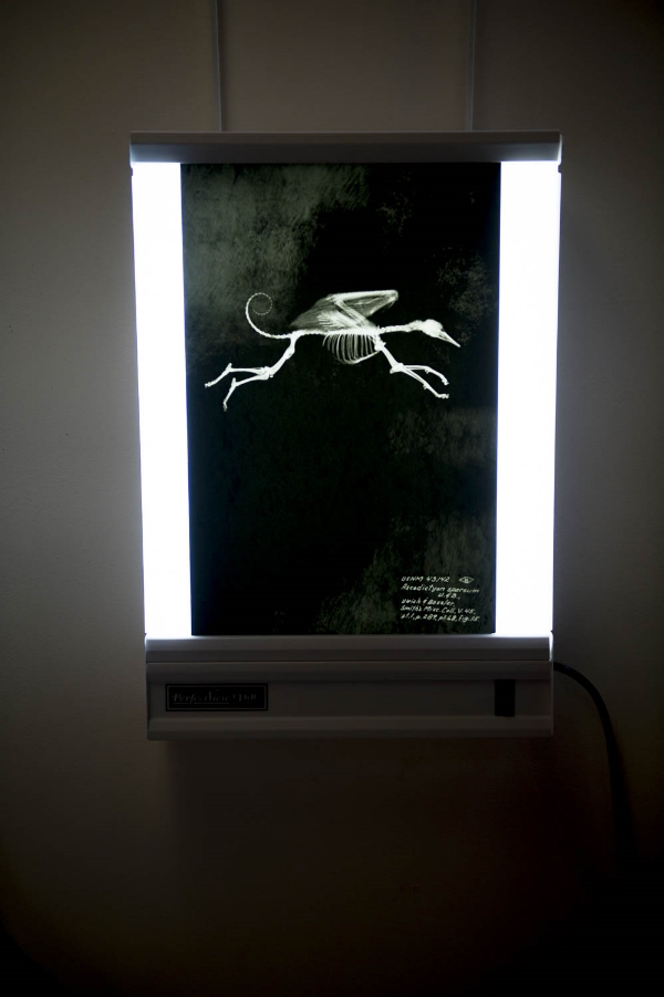 Alitis_Molossus_x_ray.jpg