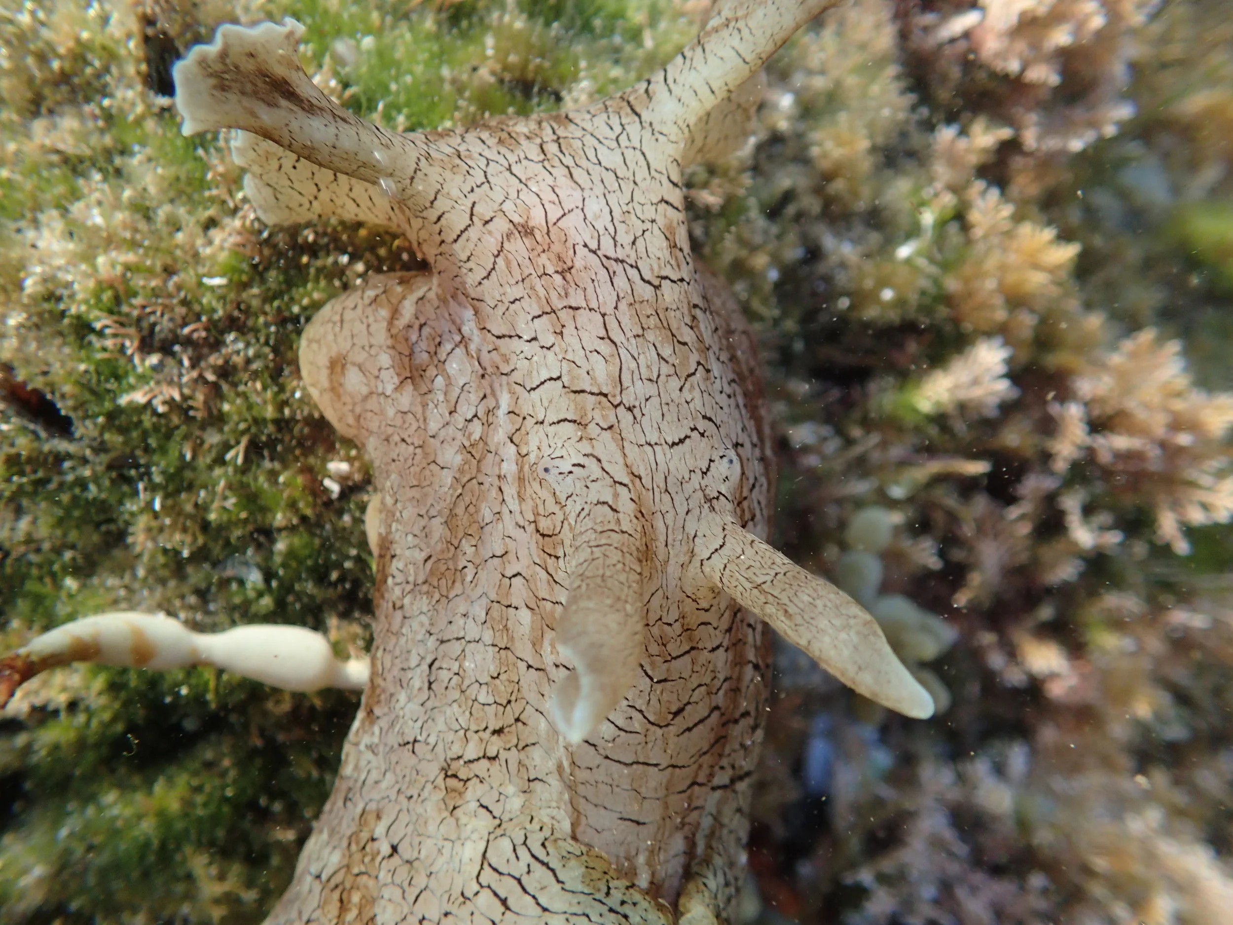 Sea Heare