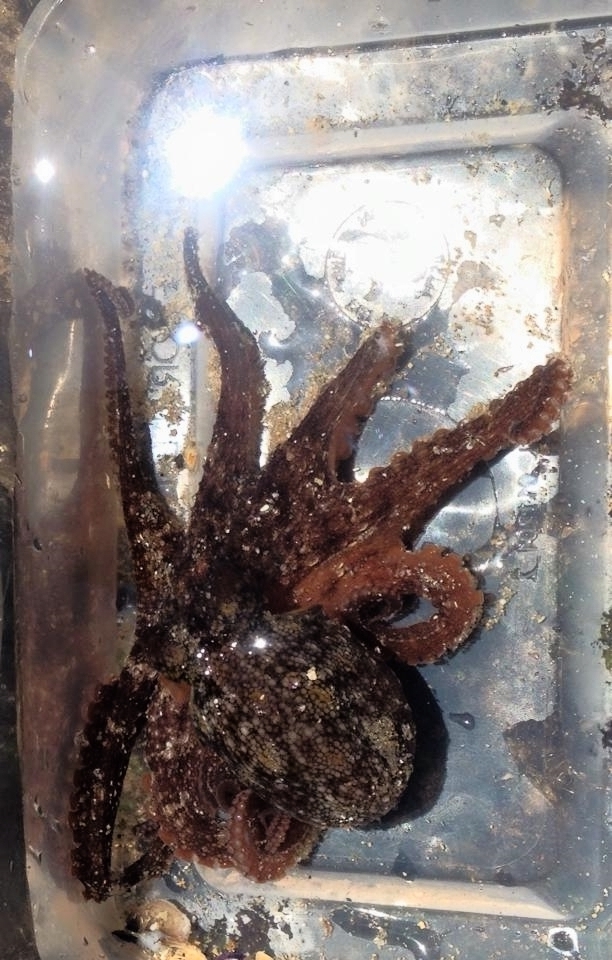 Octopus