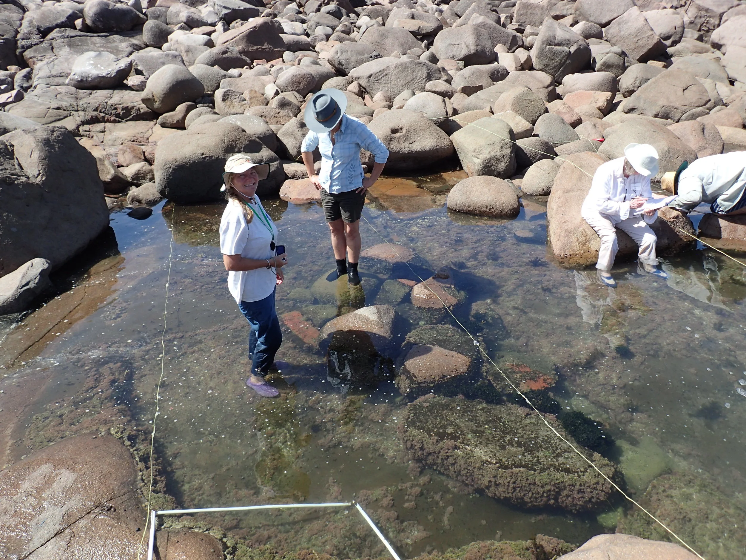 Thanks everyone who came to count the critters in the rock pool at Boat Harbour - lovely day and it worked well. Not many critters that day.
