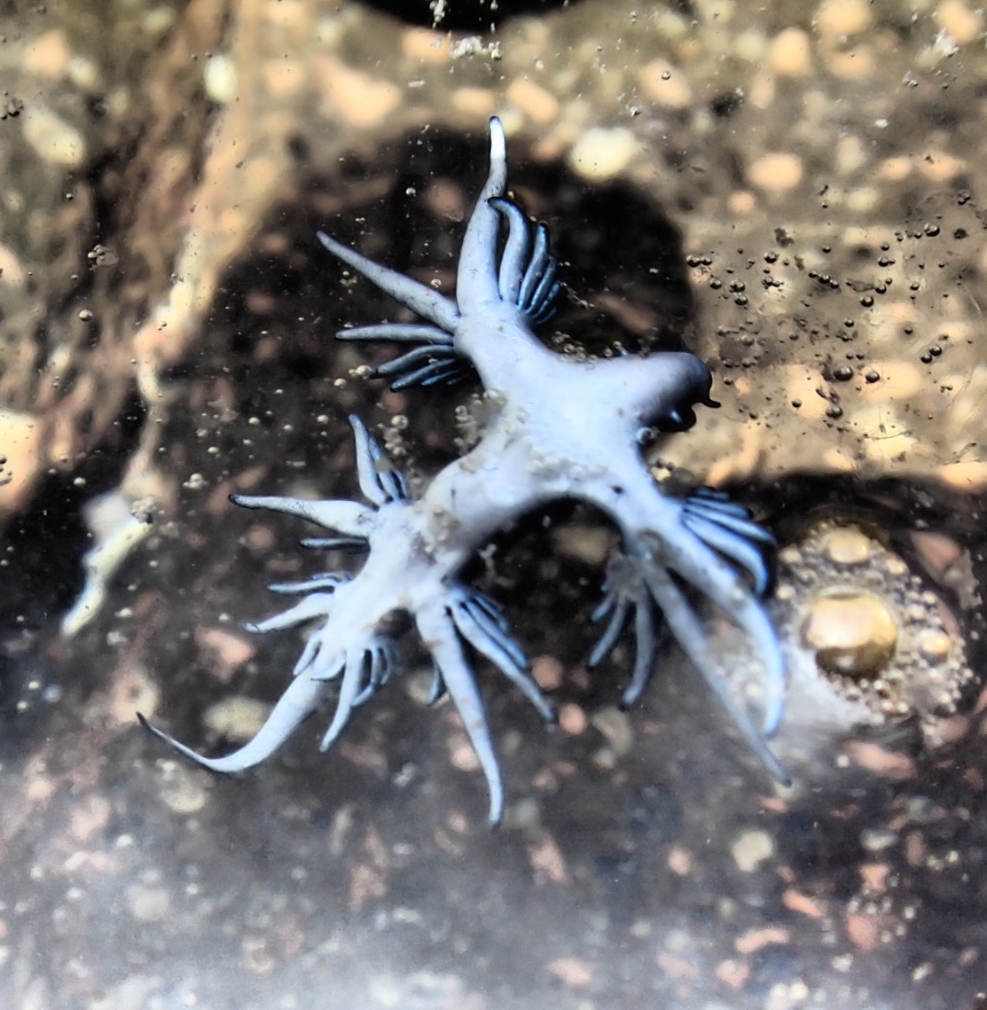 New critters