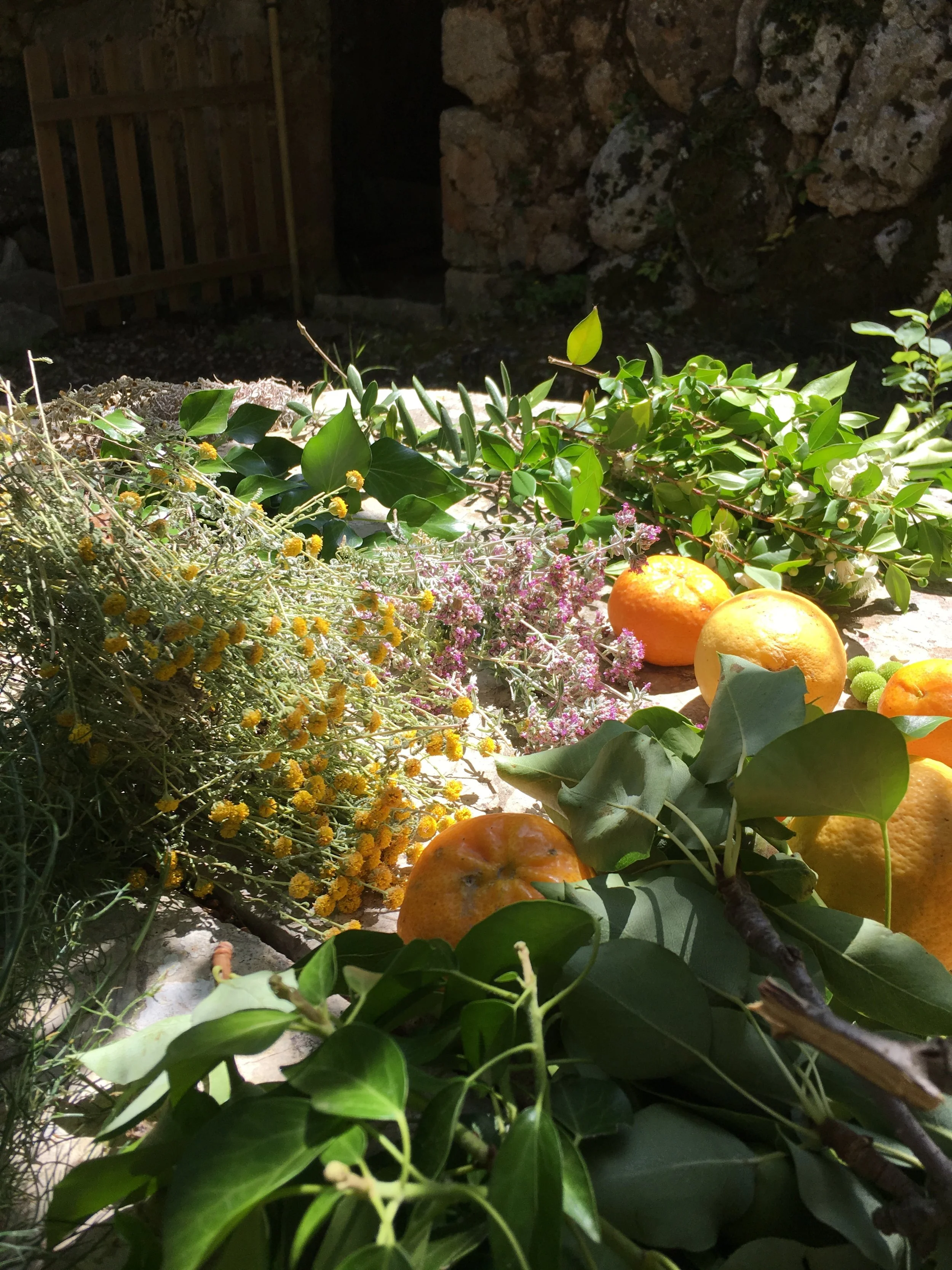 Hierbas Mallorquinas 