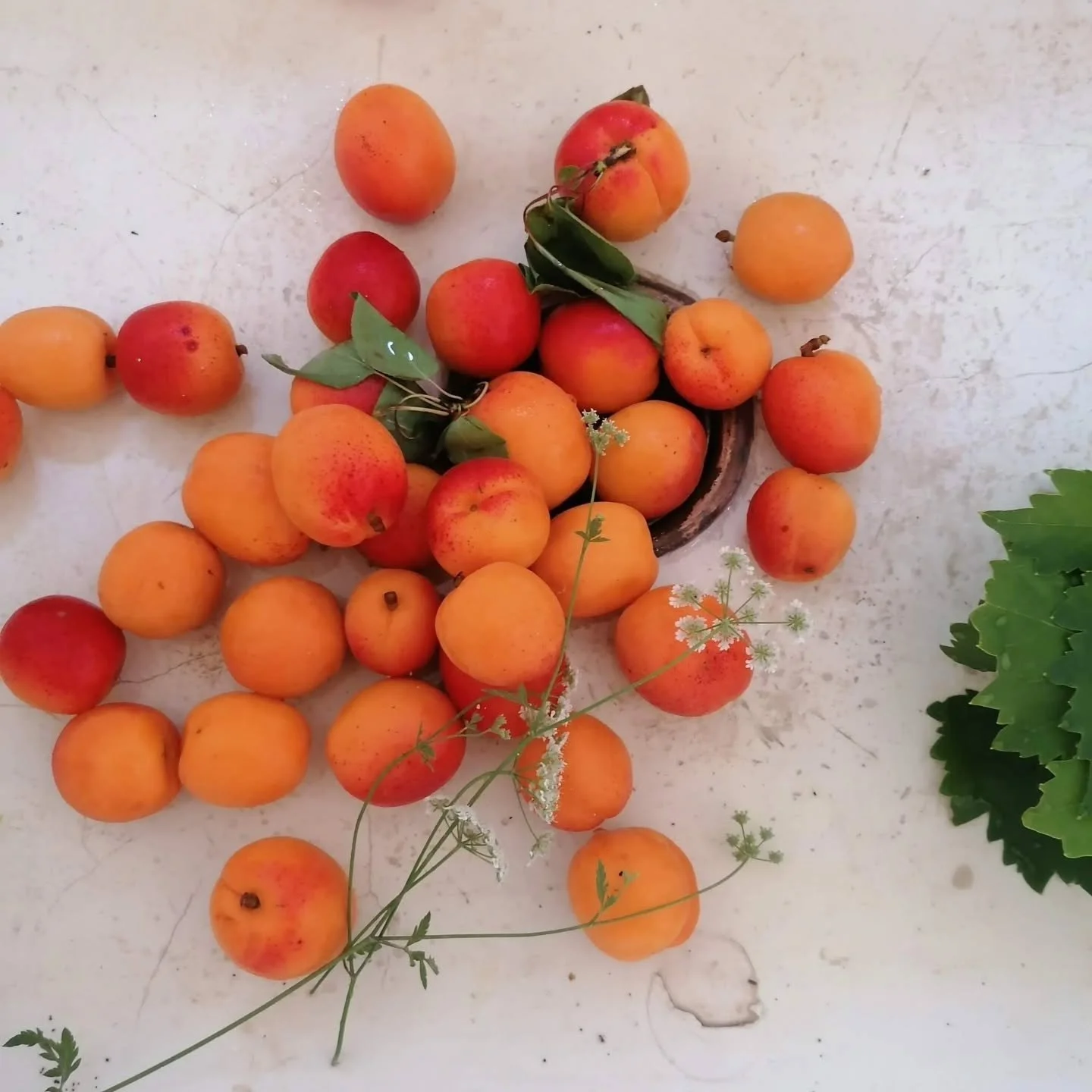 IN SEASON NOW 🧡 Apricots ripen in late May and early June. This sweet, fleshy fruit has a unique touch of acidity and is highly popular in Mallorca. 

It has been cultivated for centuries in the Pla de Mallorca, taking advantage of the soil and clim