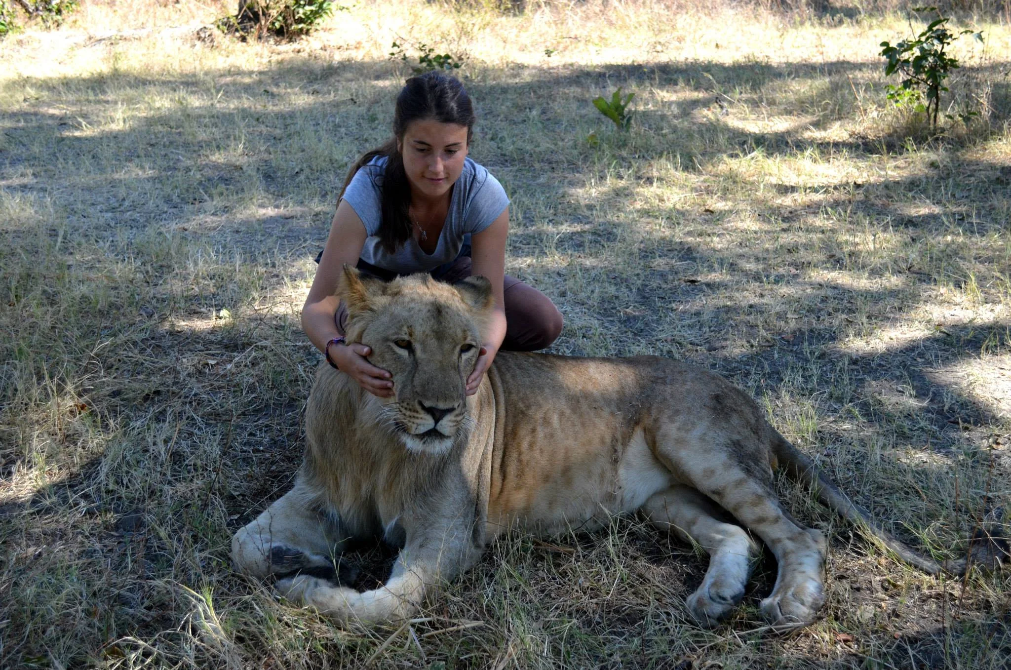 Afrique-Sarah lion 3