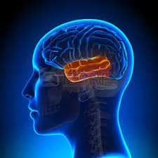 Temp. Lobe brain.jpg