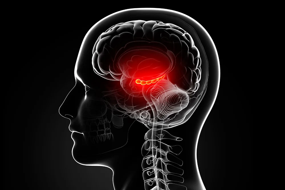 hippocampus-inline.jpg